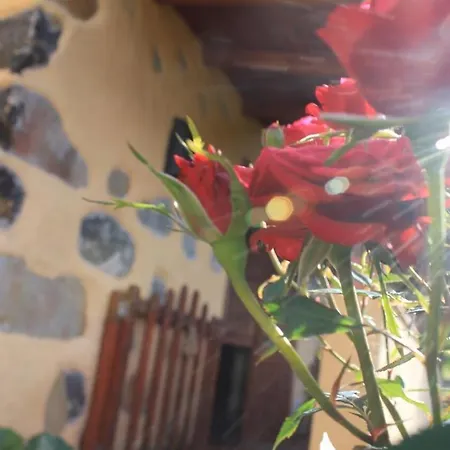 Rosas B *
